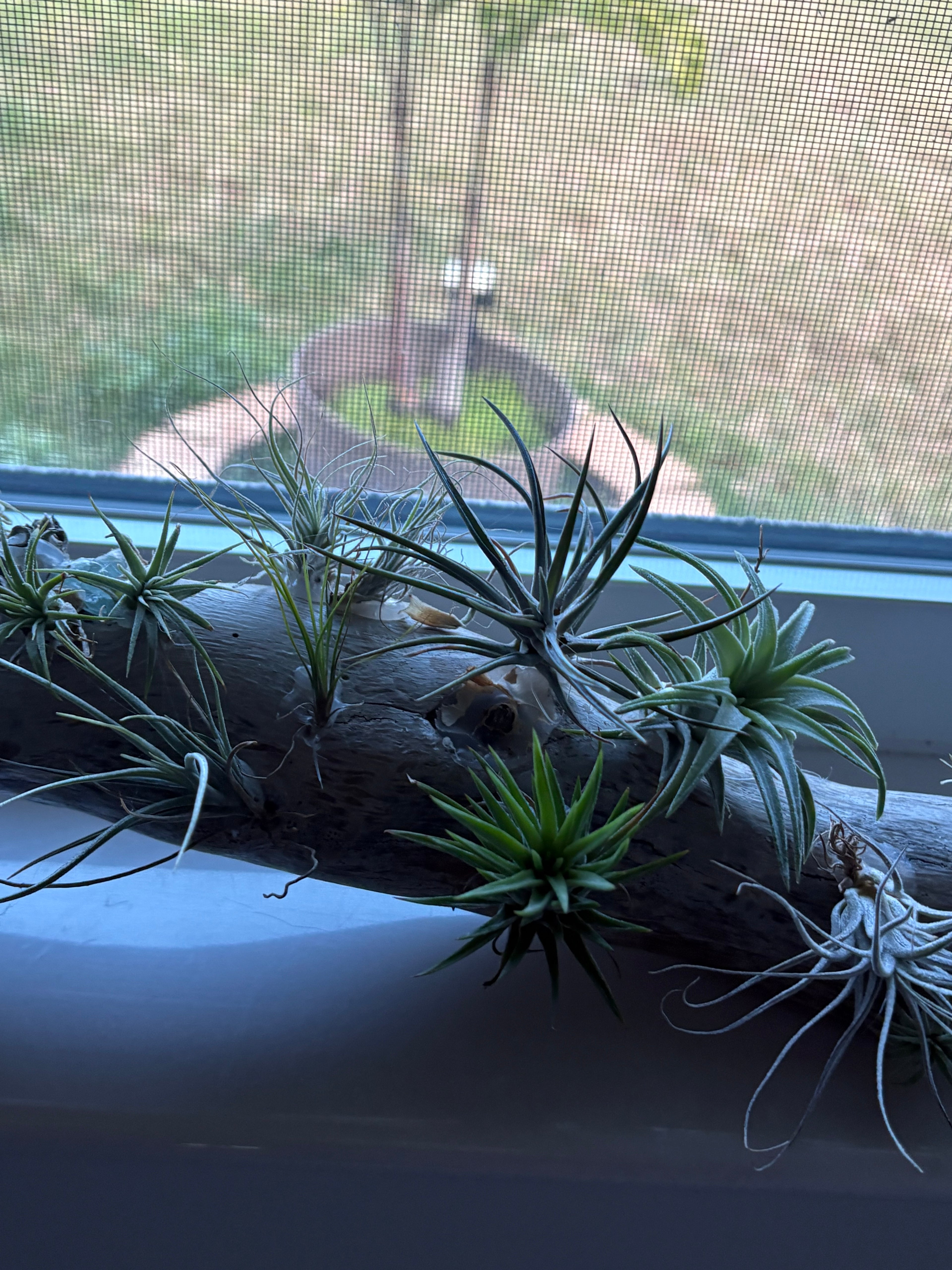 Driftwood coastal centerpiece with live Air Plants & gem stones