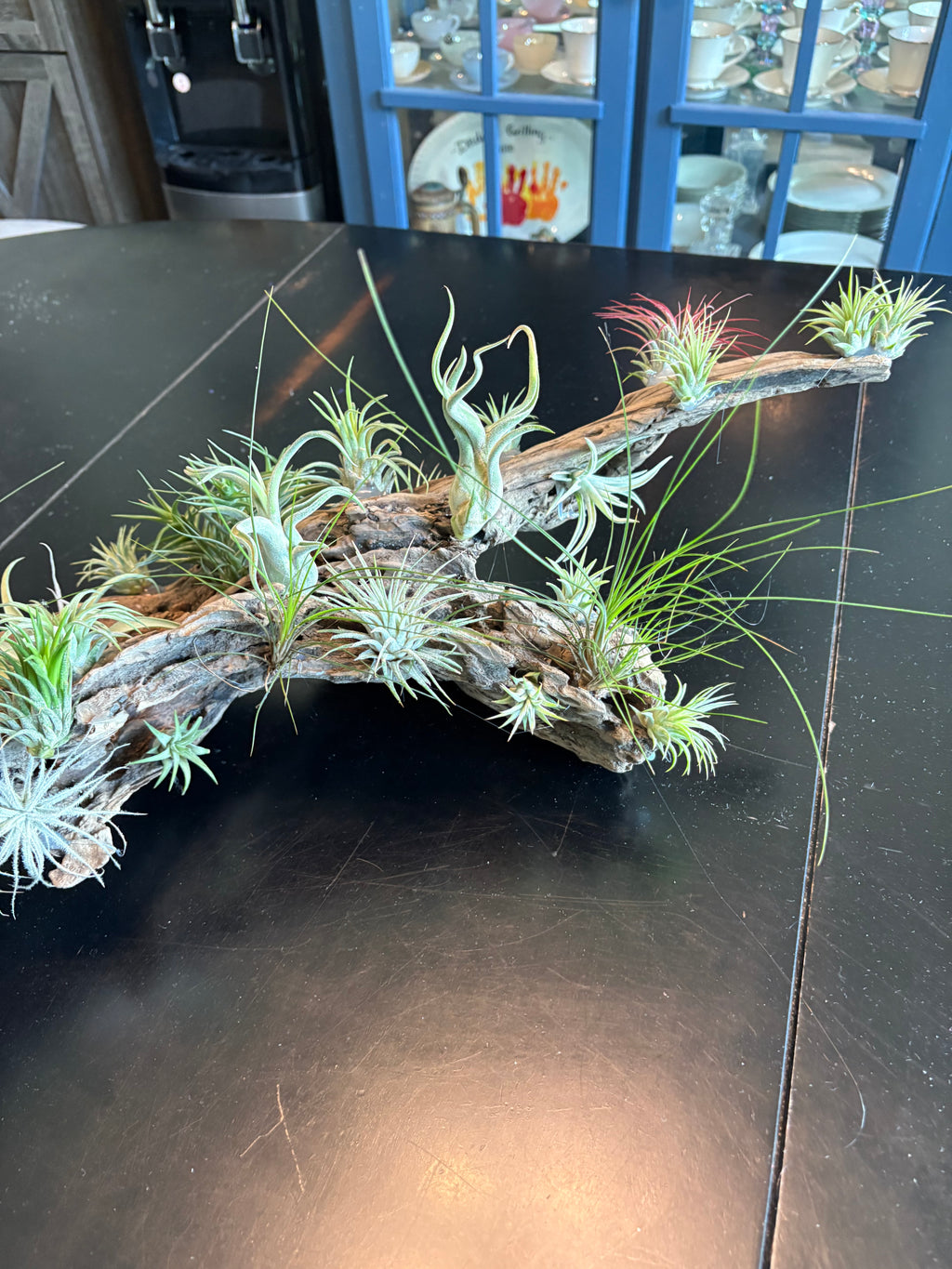 Driftwood Centerpiece with Live Air Plants