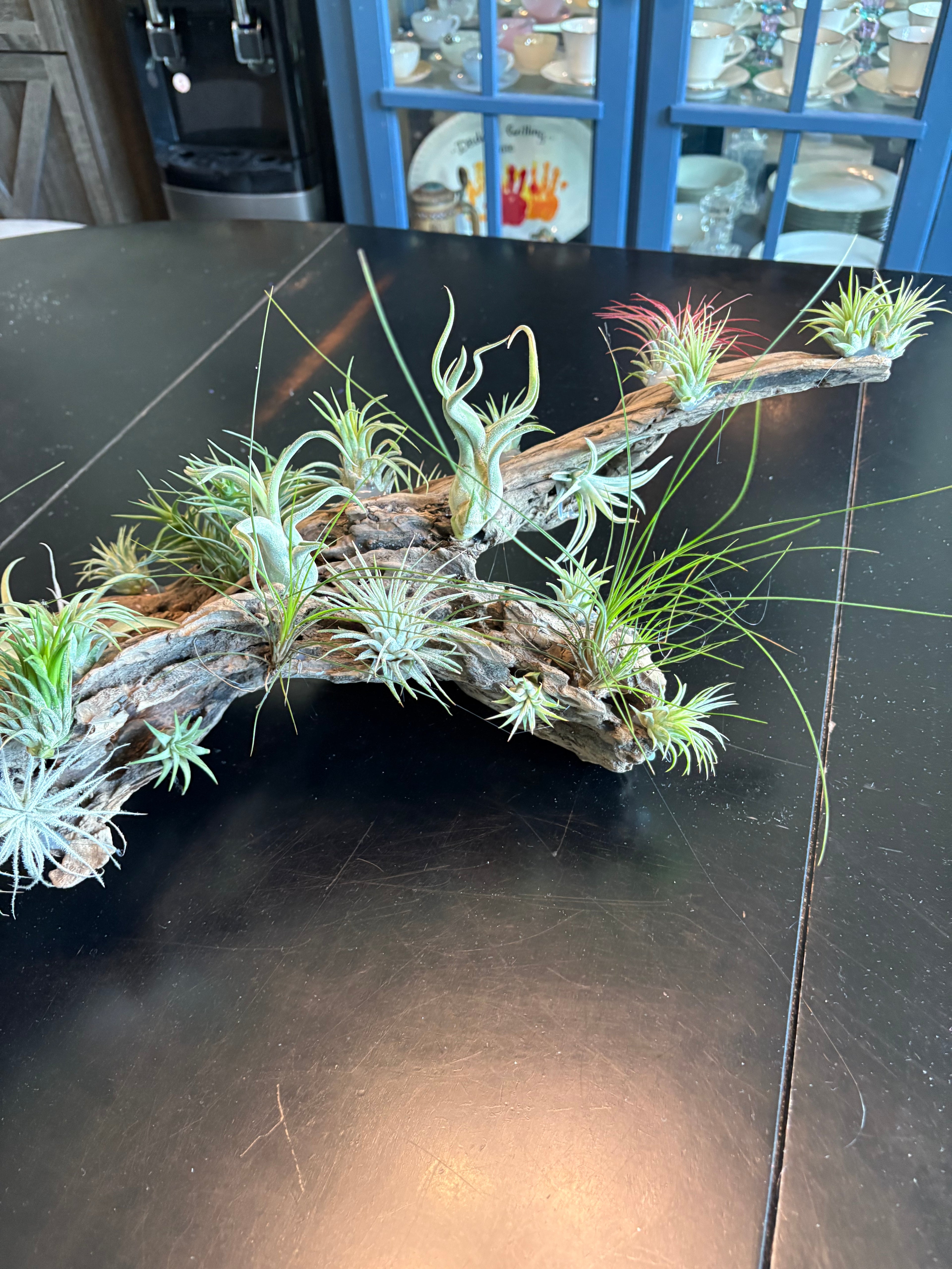 Driftwood Centerpiece with Live Air Plants
