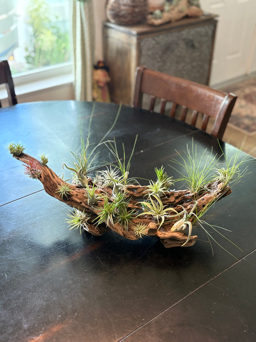 Driftwood Centerpiece with Live Air Plants