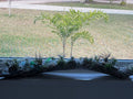 Driftwood coastal centerpiece with live Air Plants & gem stones