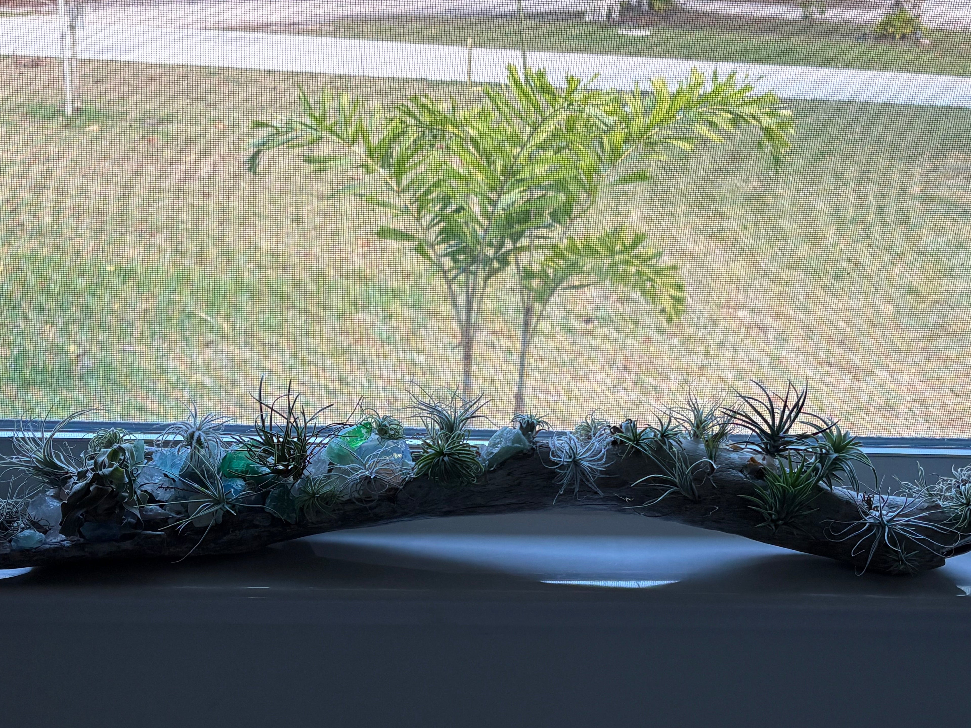 Driftwood coastal centerpiece with live Air Plants & gem stones