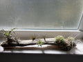 Handmade coastal shelf piece made with real driftwood W/Live Air Plants