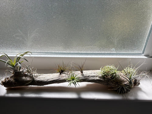 Handmade coastal shelf piece made with real driftwood W/Live Air Plants