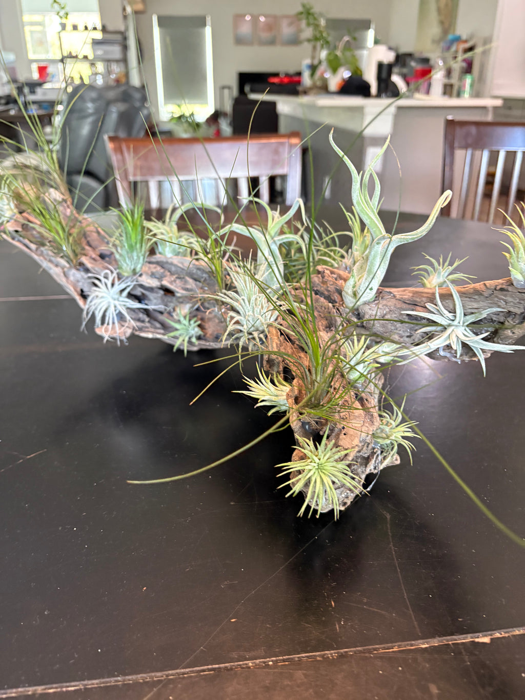 Driftwood Centerpiece with Live Air Plants