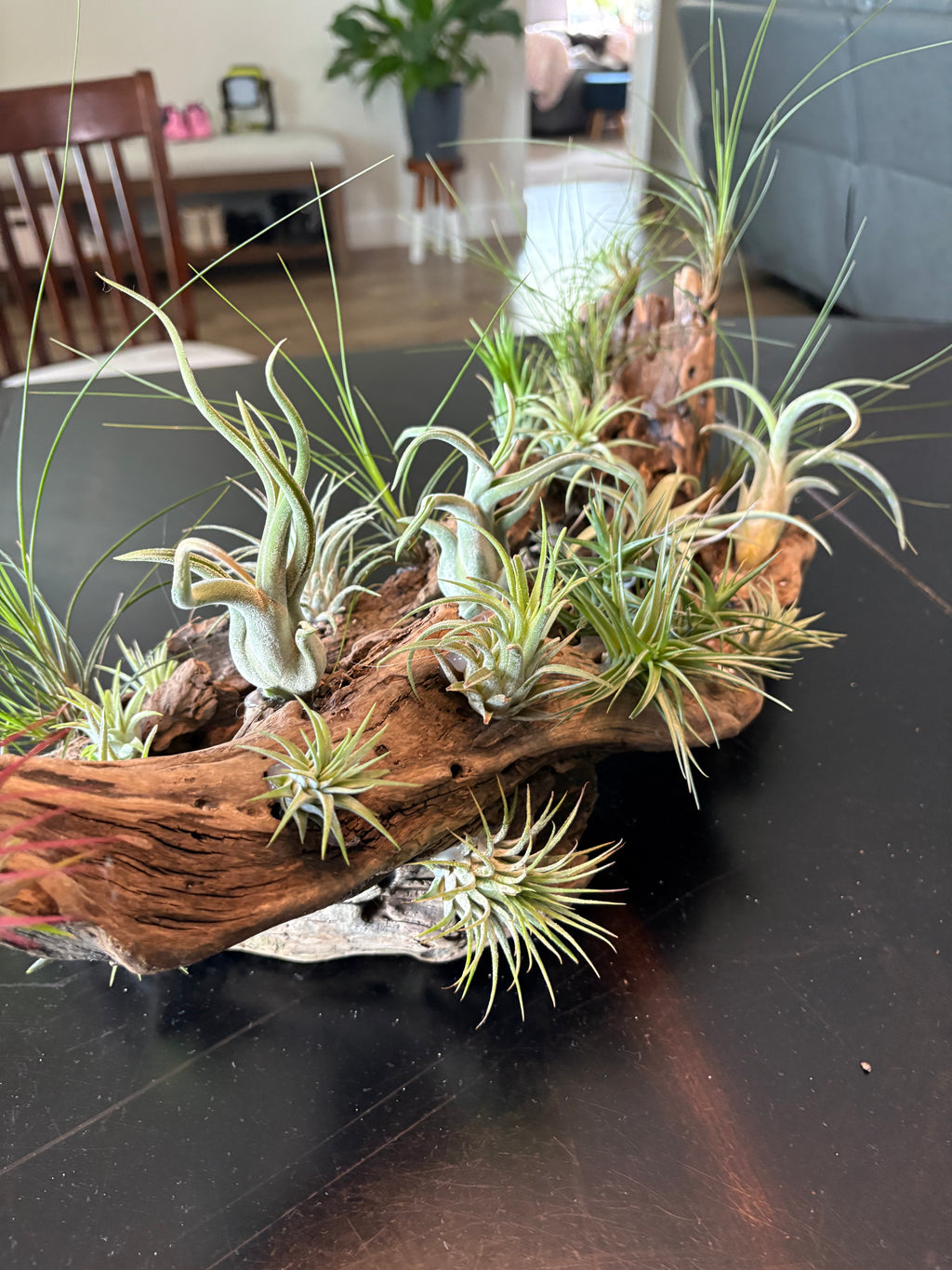 Driftwood Centerpiece with Live Air Plants