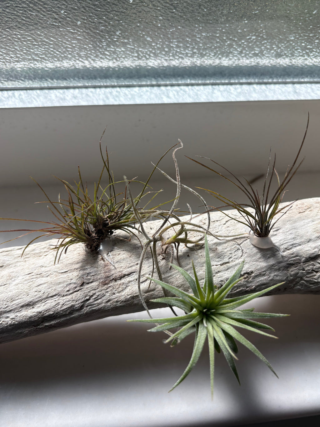 Handmade coastal shelf piece made with real driftwood W/Live Air Plants