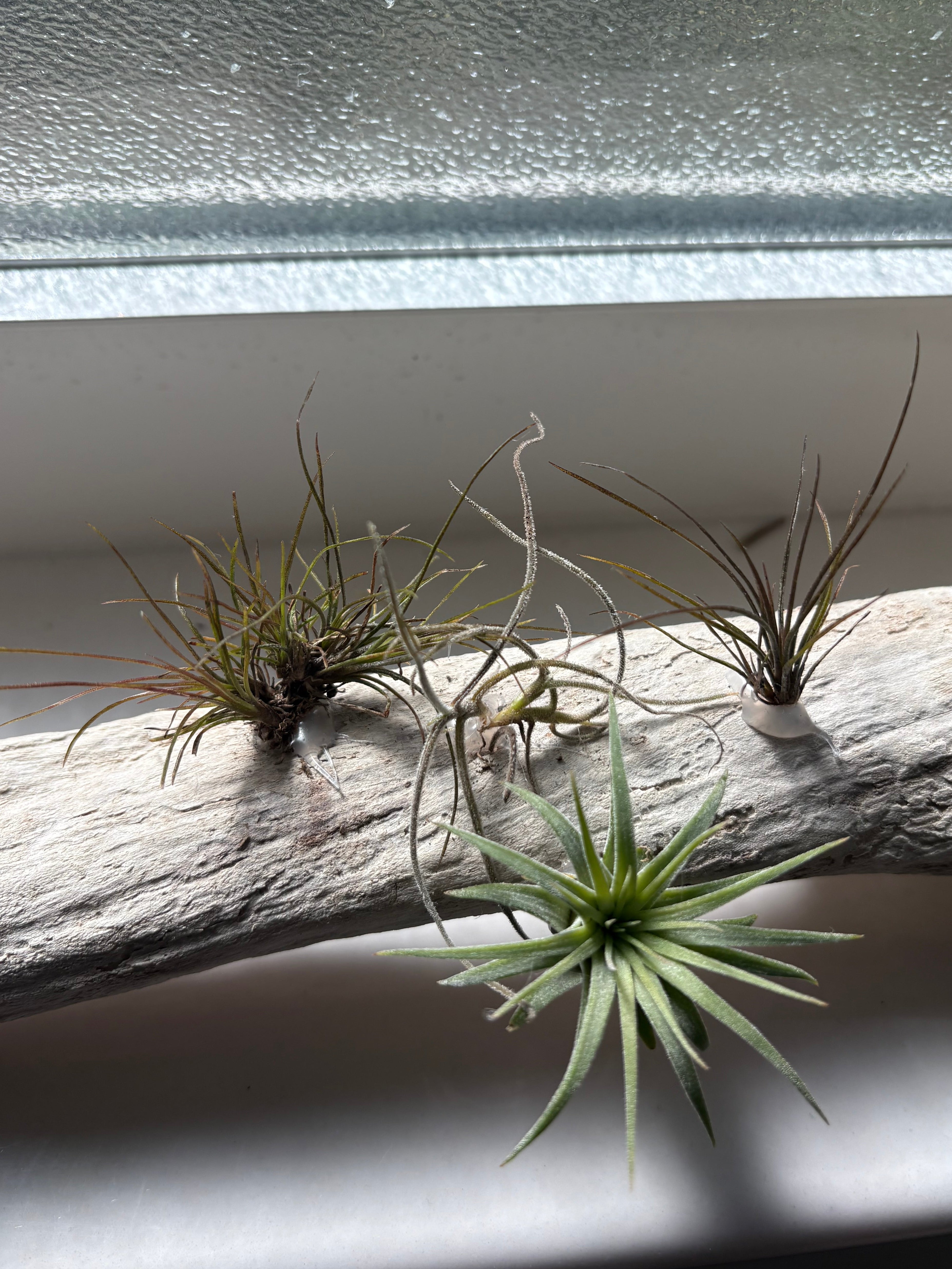 Handmade coastal shelf piece made with real driftwood W/Live Air Plants