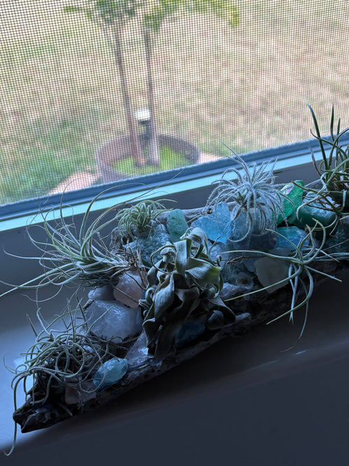 Driftwood coastal centerpiece with live Air Plants & gem stones