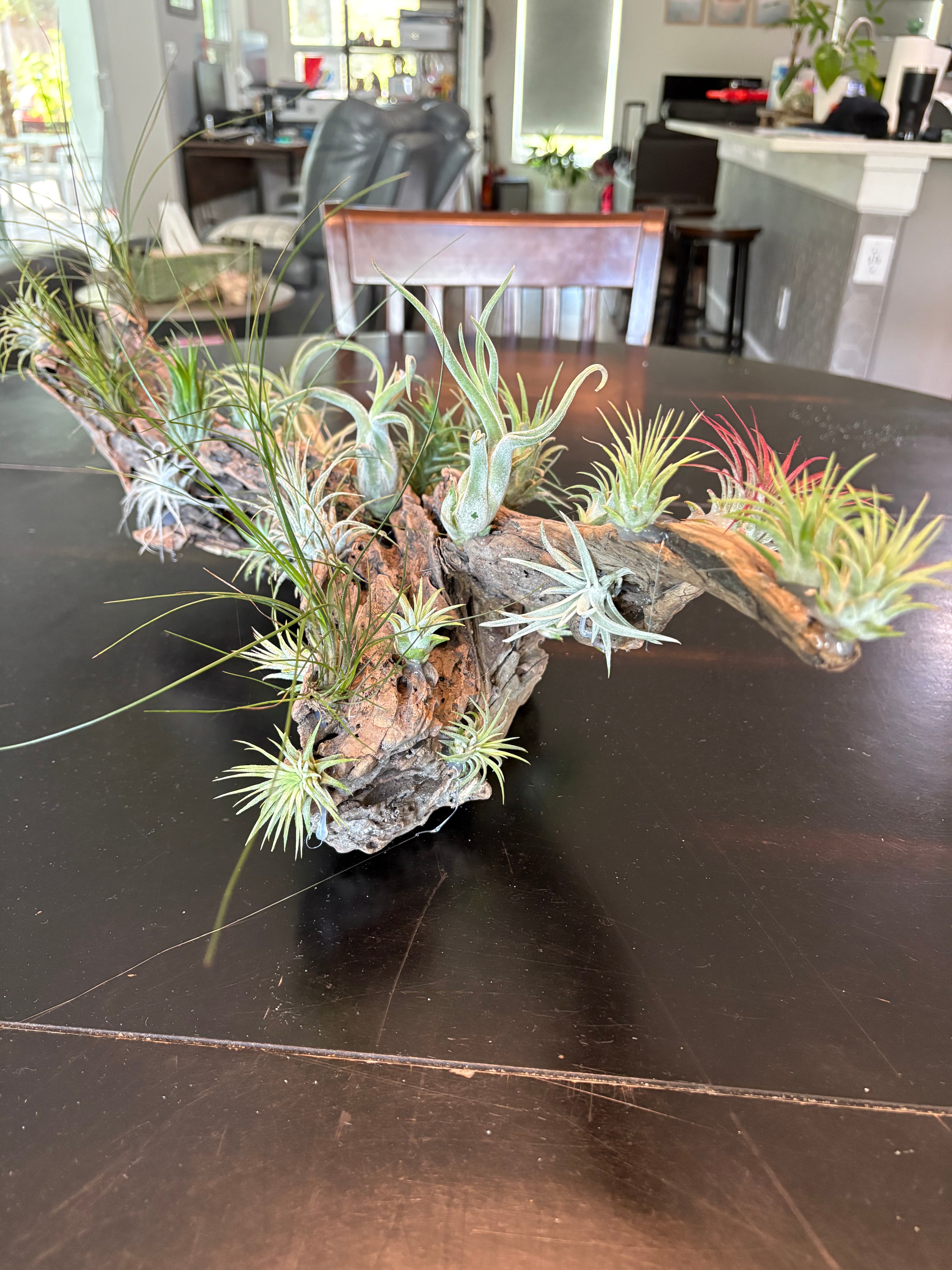 Driftwood Centerpiece with Live Air Plants