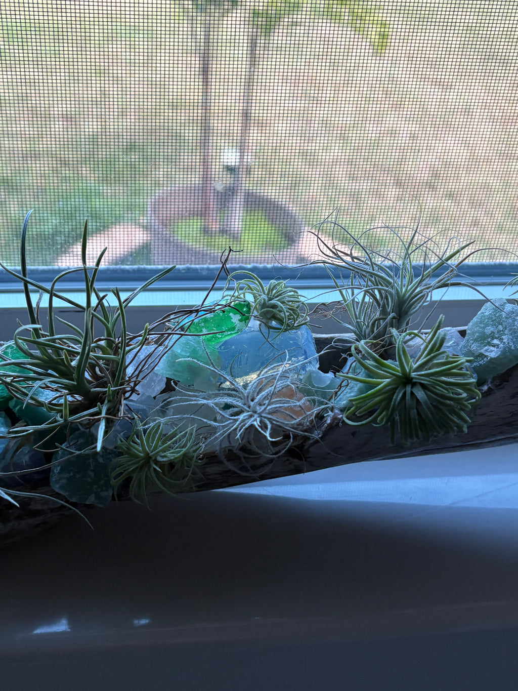 Driftwood coastal centerpiece with live Air Plants & gem stones