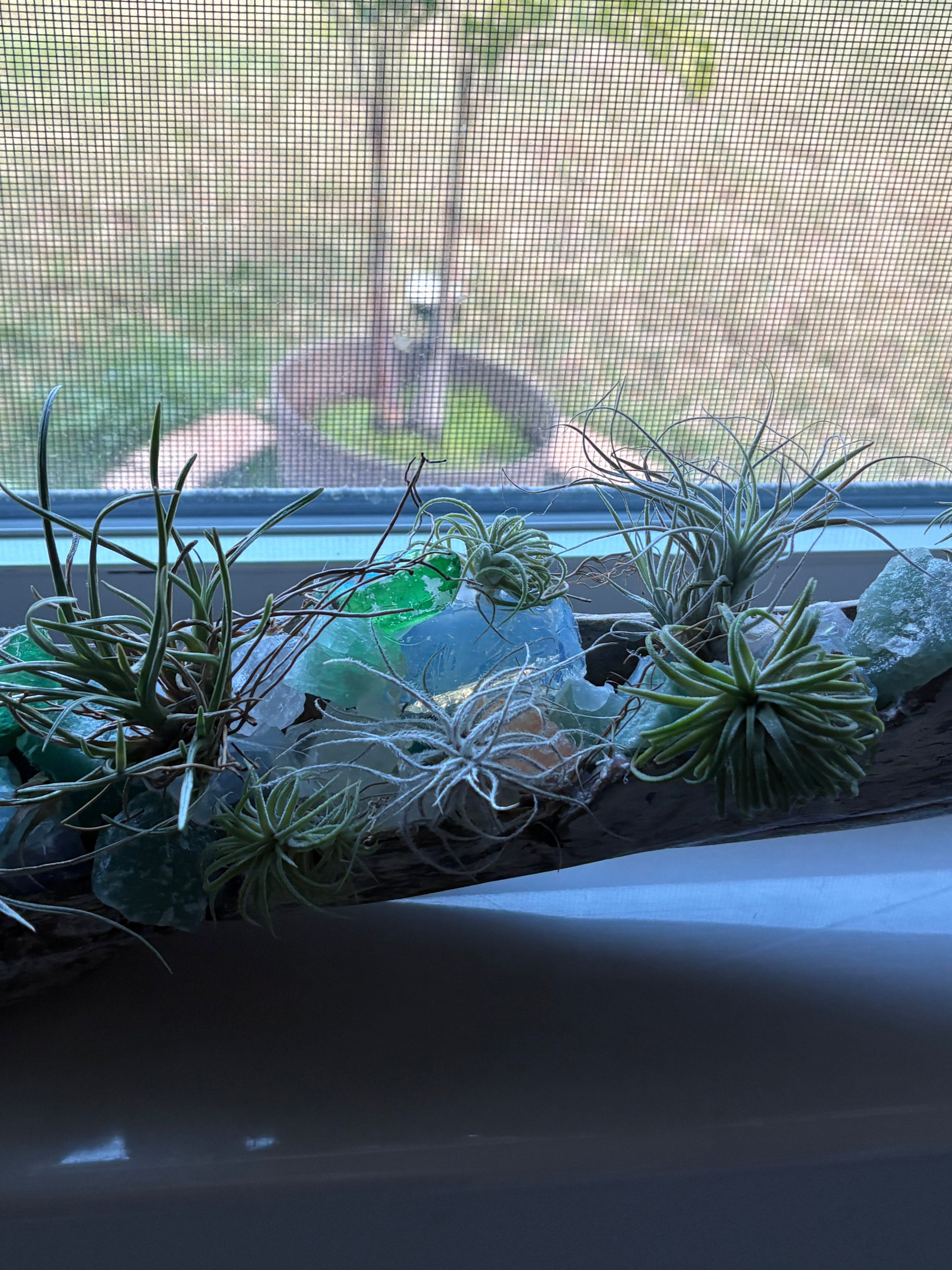 Driftwood coastal centerpiece with live Air Plants & gem stones