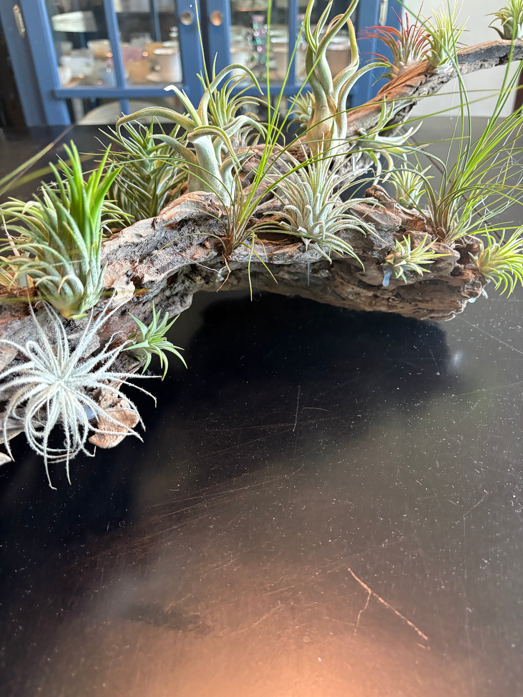 Driftwood Centerpiece with Live Air Plants