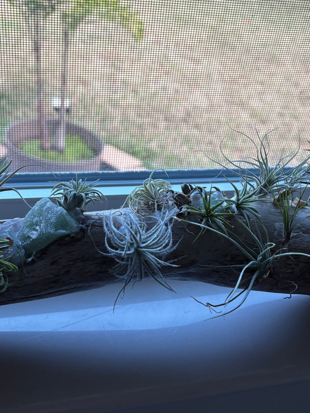 Driftwood coastal centerpiece with live Air Plants & gem stones