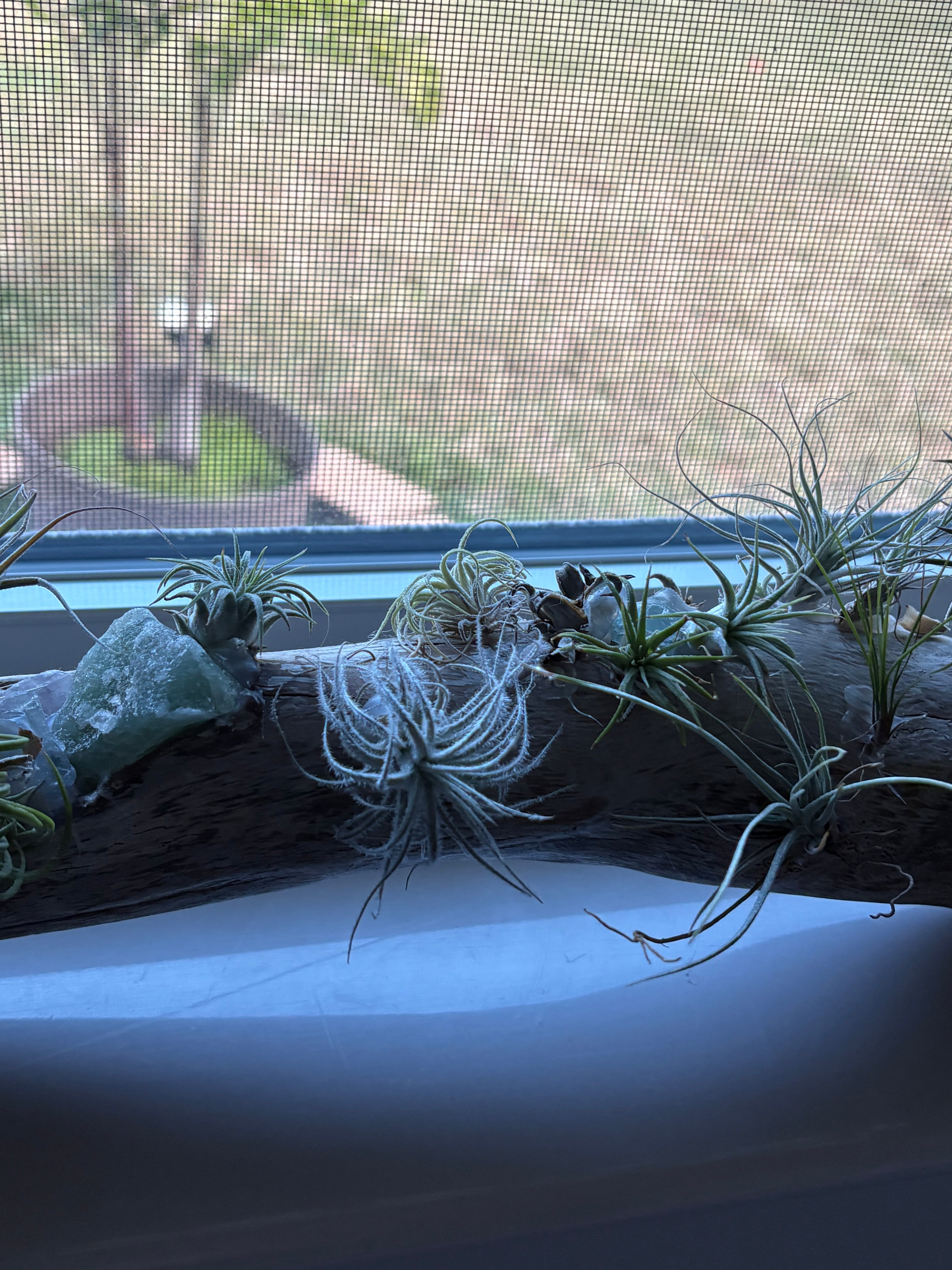 Driftwood coastal centerpiece with live Air Plants & gem stones