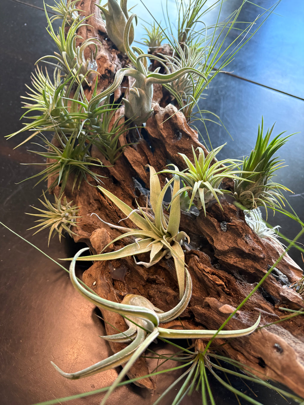 Driftwood Centerpiece with Live Air Plants