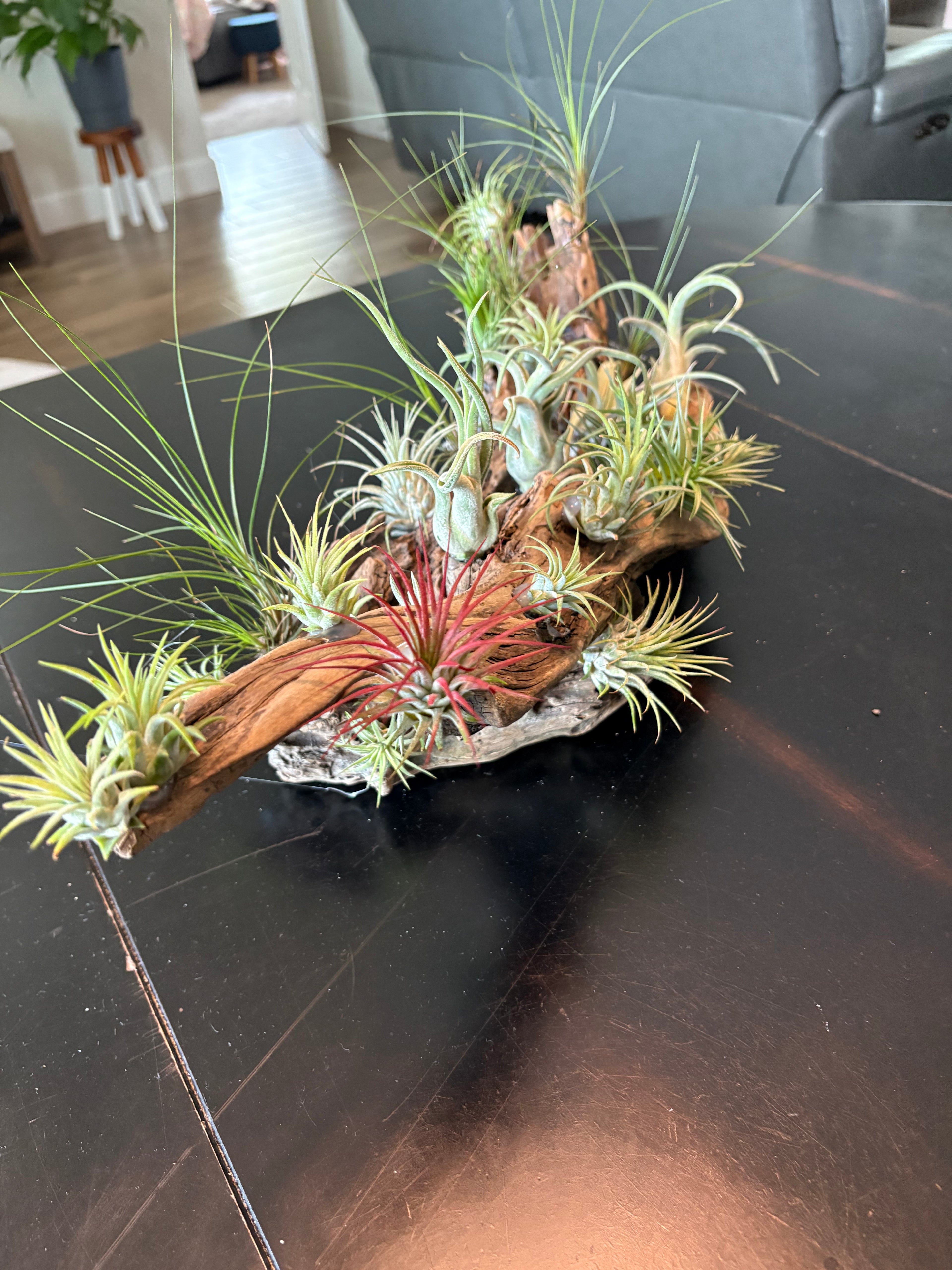 Driftwood Centerpiece with Live Air Plants