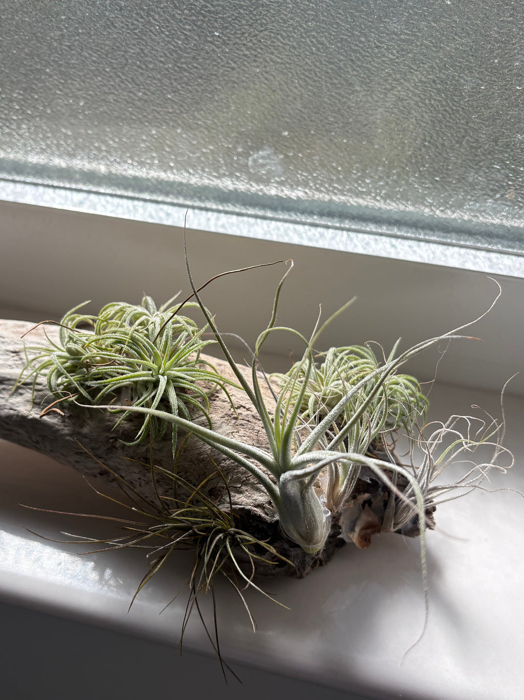 Handmade coastal shelf piece made with real driftwood W/Live Air Plants
