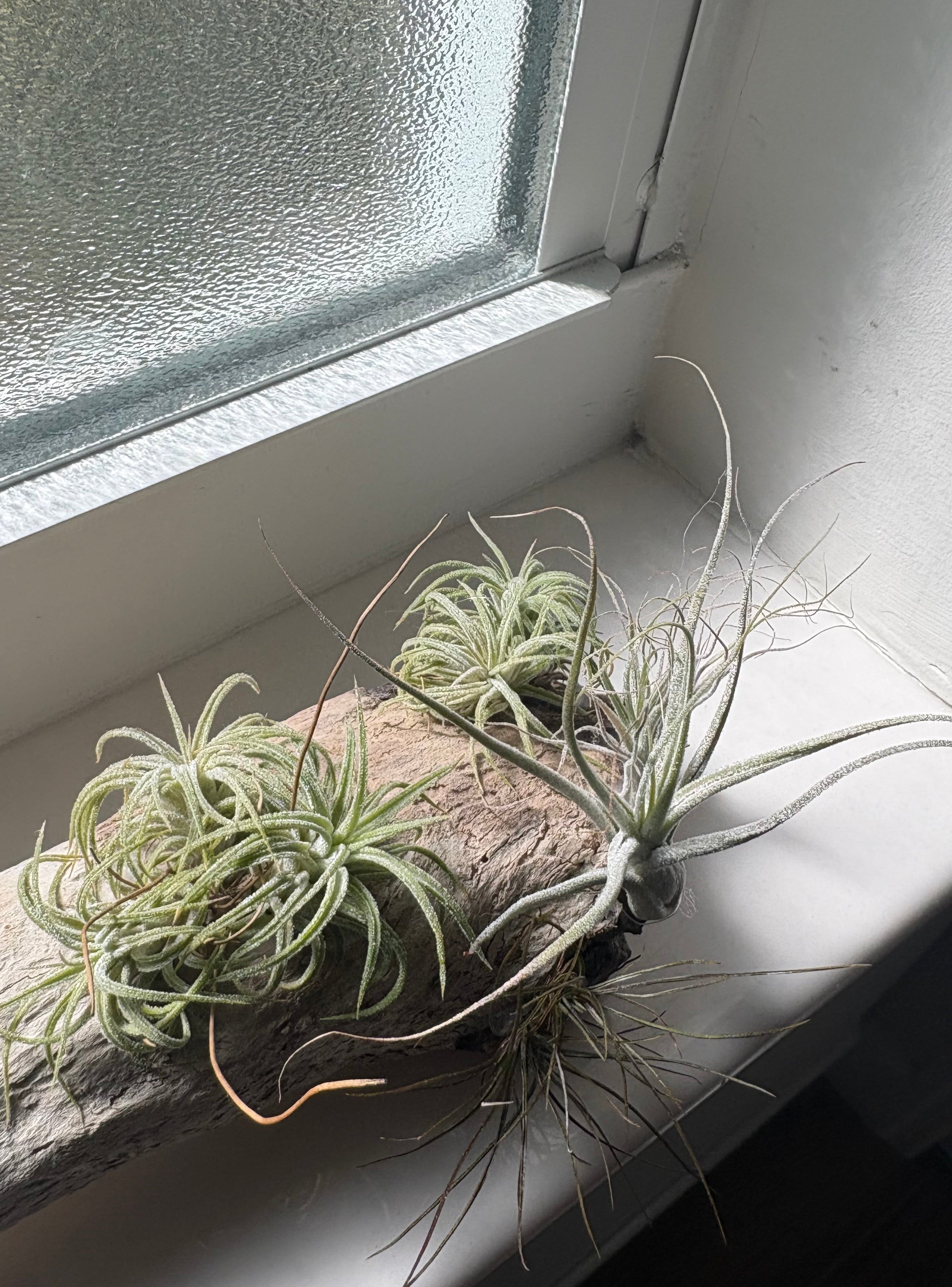 Handmade coastal shelf piece made with real driftwood W/Live Air Plants