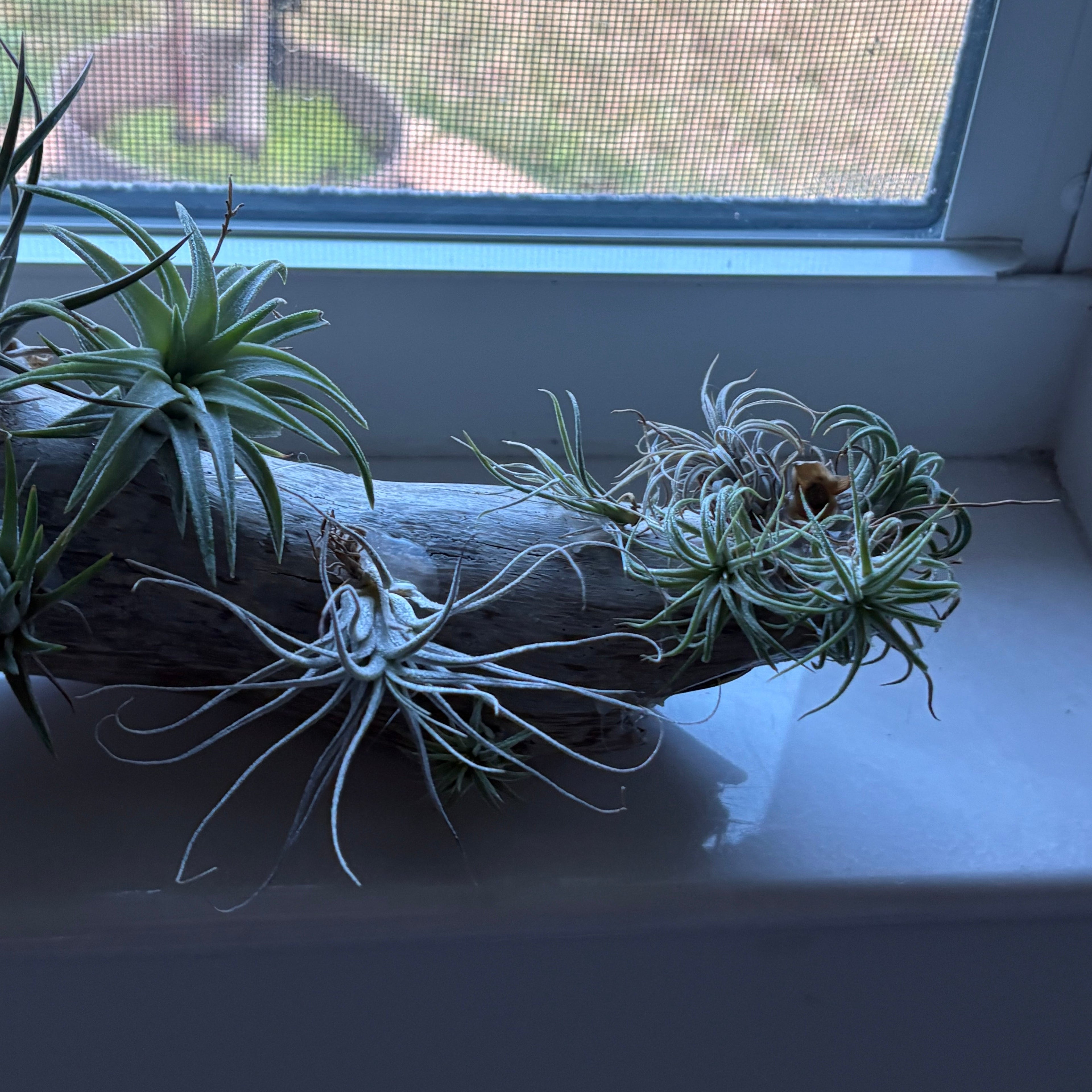 Driftwood coastal centerpiece with live Air Plants & gem stones