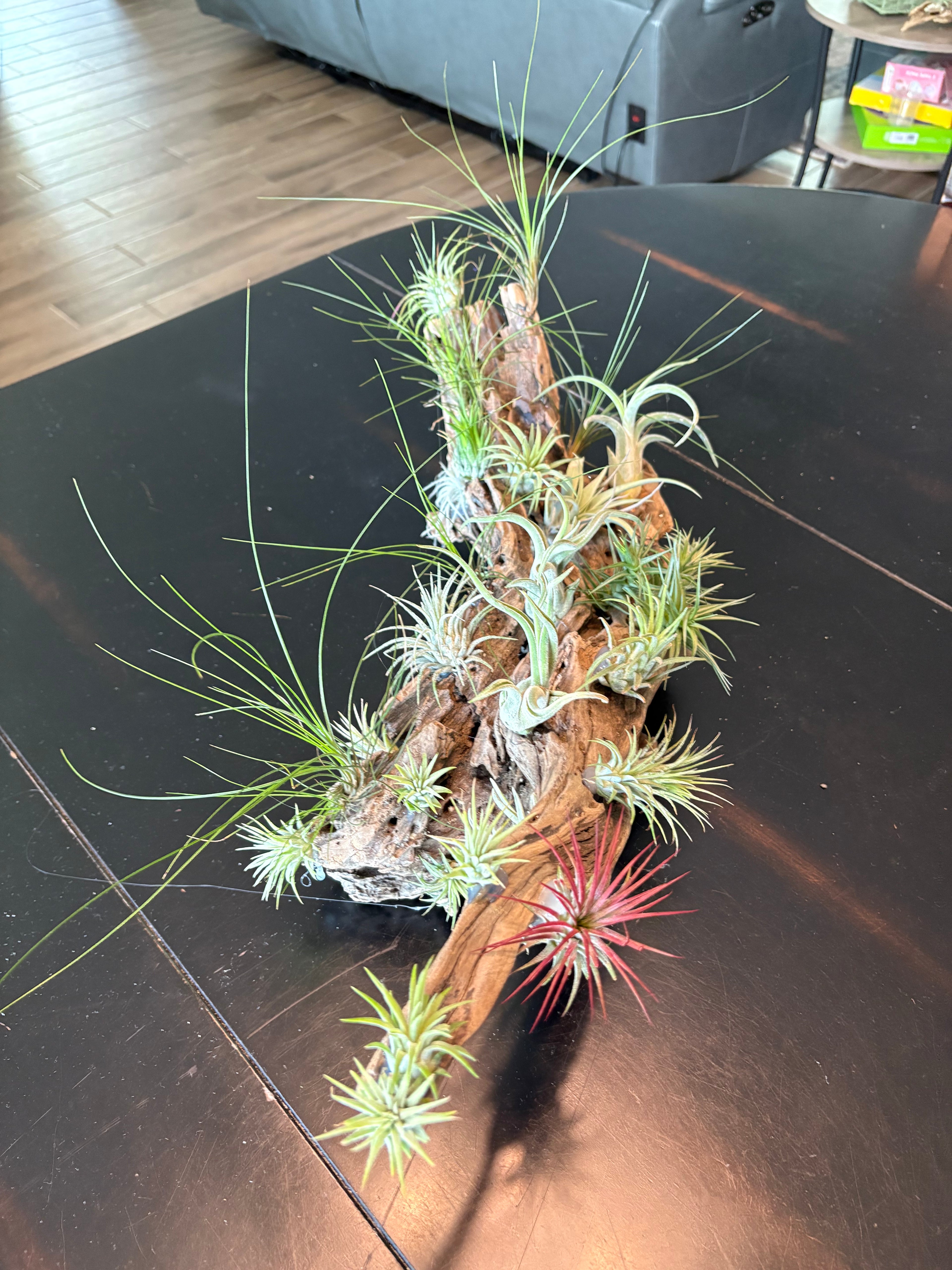 Driftwood Centerpiece with Live Air Plants