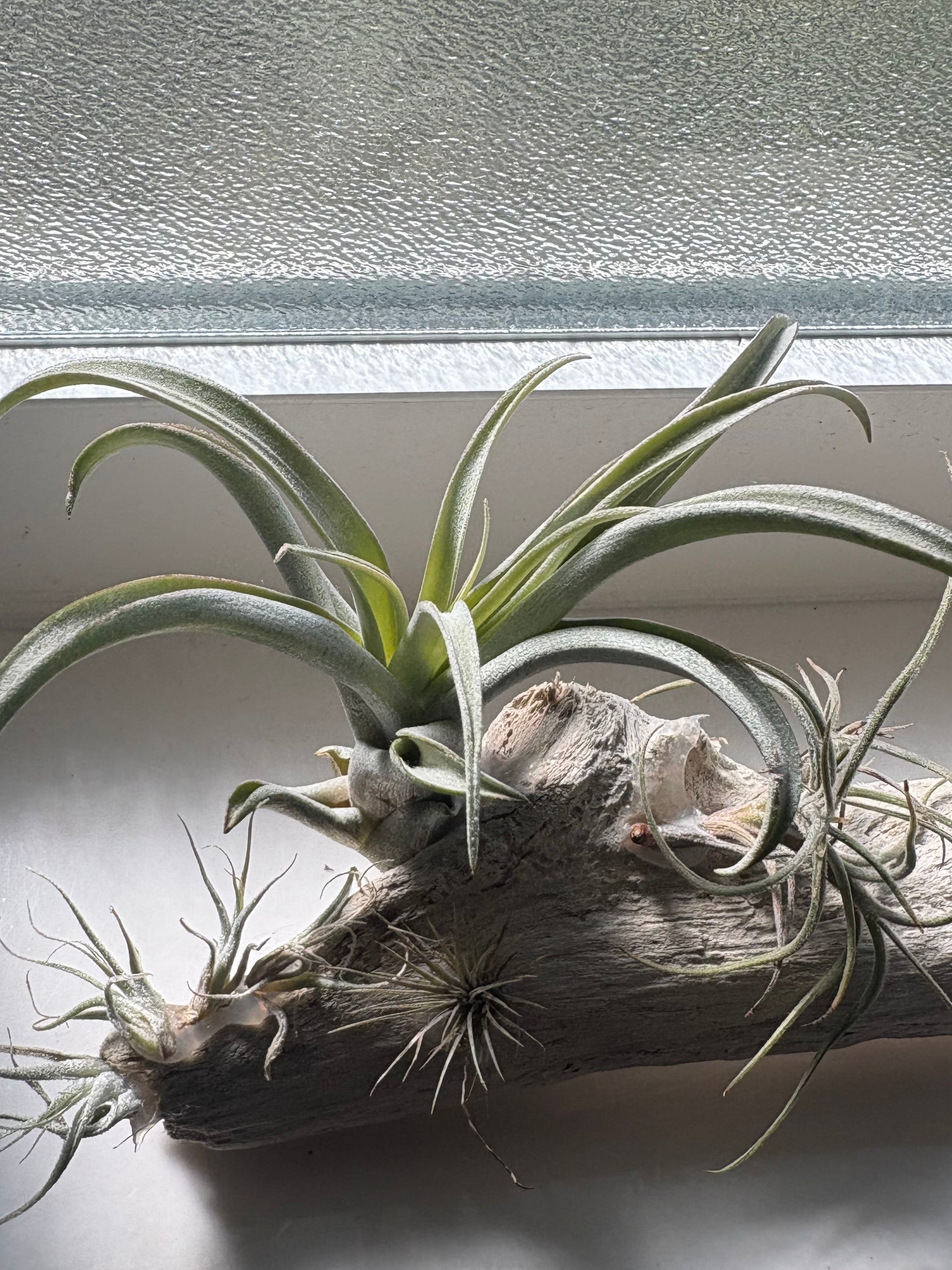 Handmade coastal shelf piece made with real driftwood W/Live Air Plants